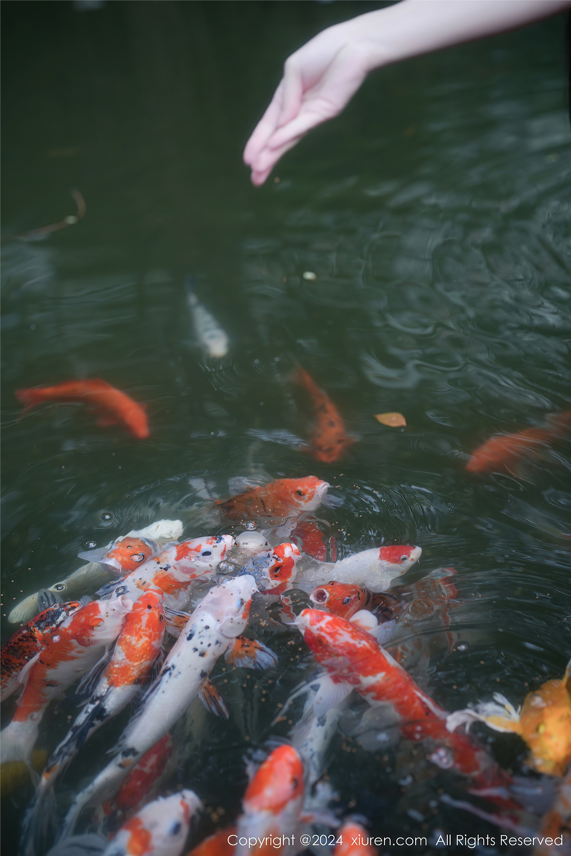 Xiuren秀人网 2024.01.22 NO.7996 伊雪儿